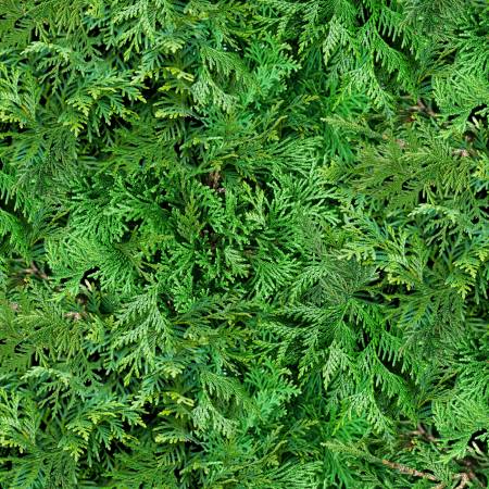 Cedar