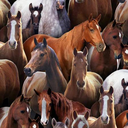 Horses